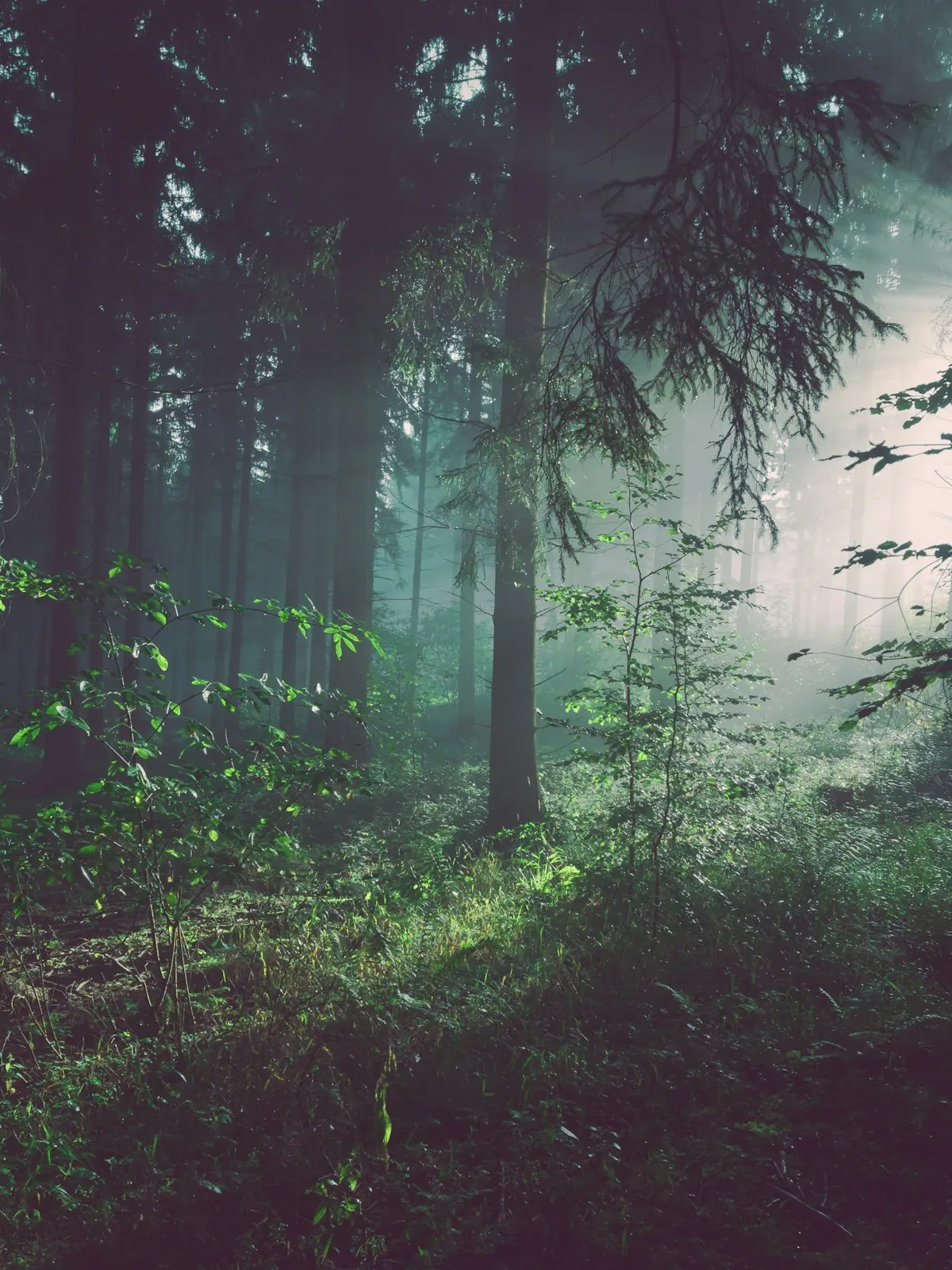 Warm sunlight streams through tall forest trees and illuminates the green woodland floor.